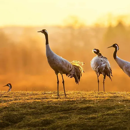 Kietz-koje - Ferienapartment Mit Mueritzblick & Naturgenuss *